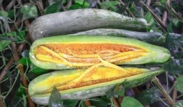 网红阙佩琪吃瓜,揭秘吃瓜背后的娱乐真相